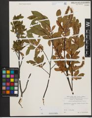 Foto von Salix waldsteiniana Willd.